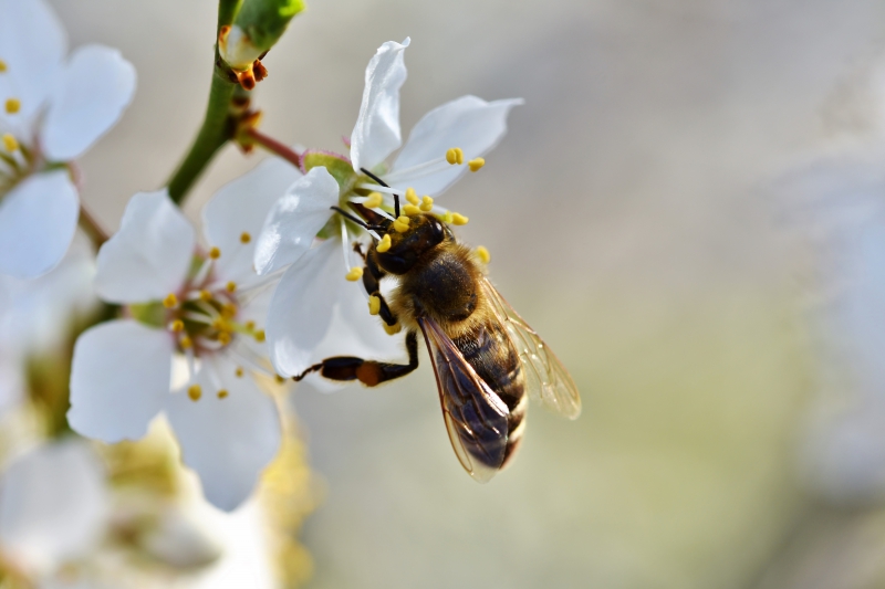 jardinerie-LA SEYNE SUR MER-min_bee-4092986